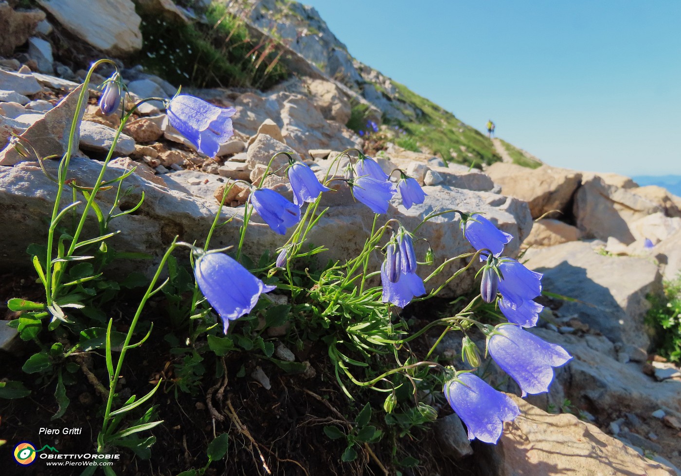 25 Campanula cochleariifolia (Campanula dei ghiaioni).JPG